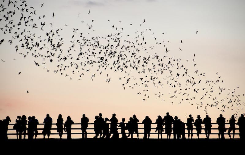 Aves Y Personas - Papel Pintado