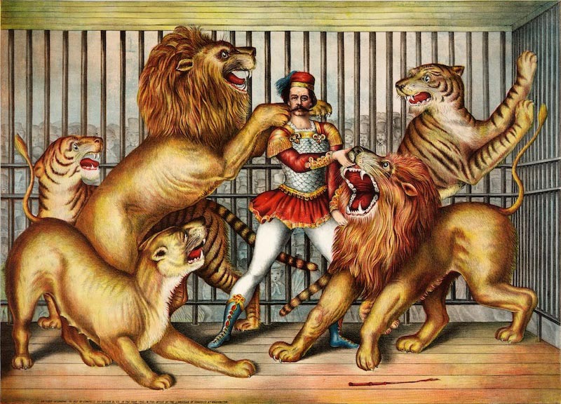 Entrenador De Leones - Papel Pintado
