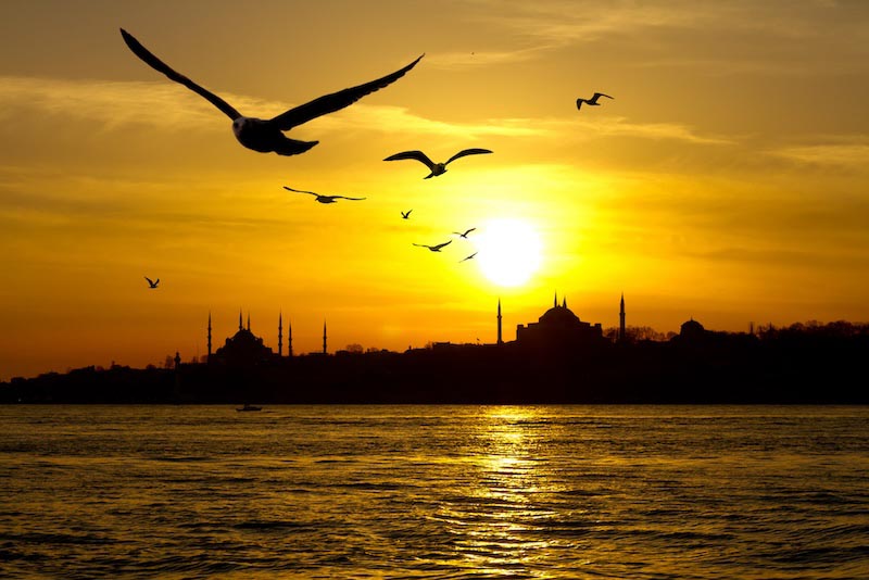 Gaviotas De Estambul - Papel Pintado