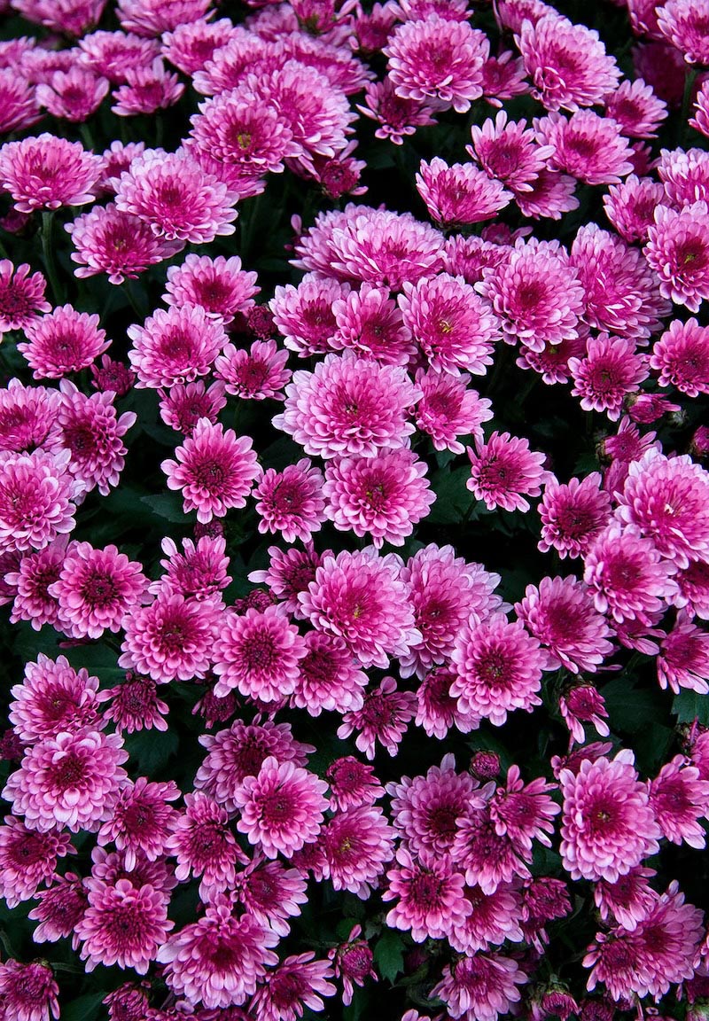 Flores Moradas - Papel Pintado