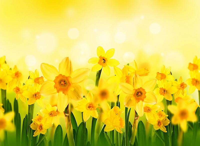 Sol Y Flores - Papel Pintado