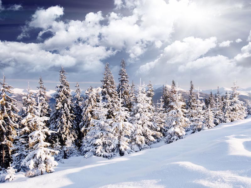 Nieve De Invierno - Papel Pintado