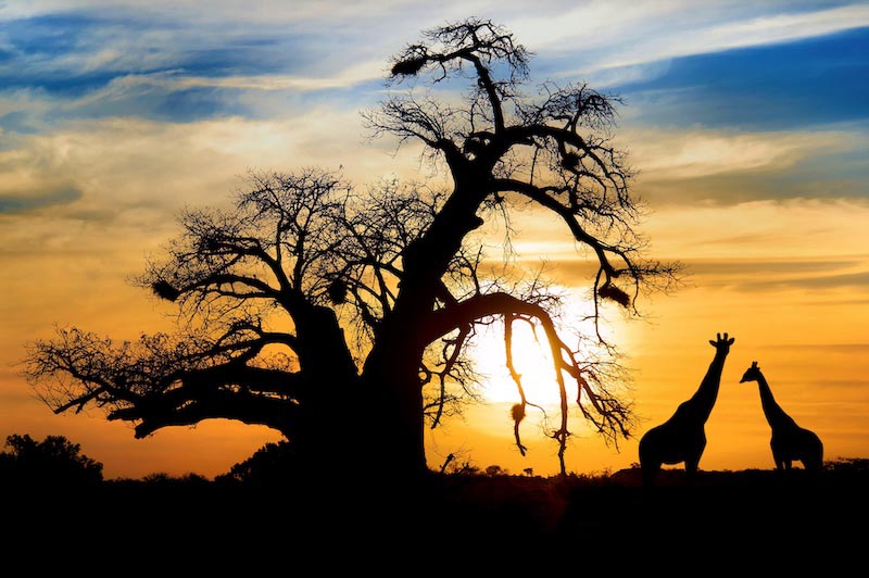 Safari Al Atardecer - Papel Pintado