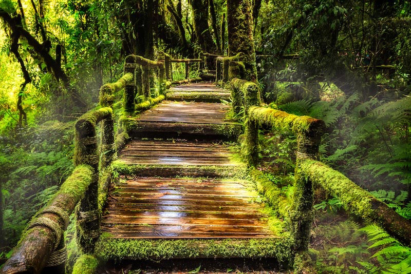 Puente Verde - Papel Pintado