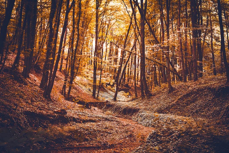 El Bosque De Sherwood - Papel Pintado