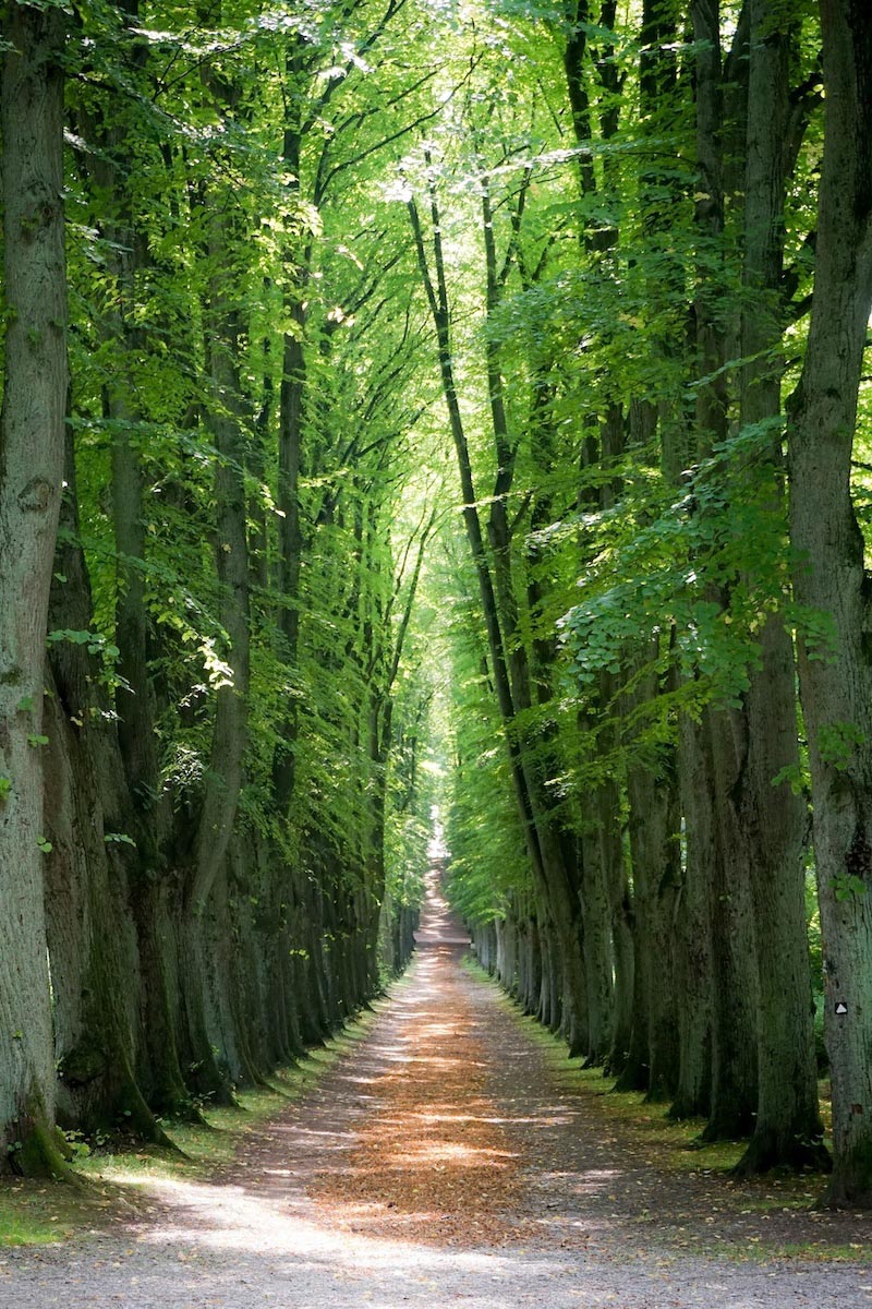 Camino En El Bosque Secreto - Papel Pintado