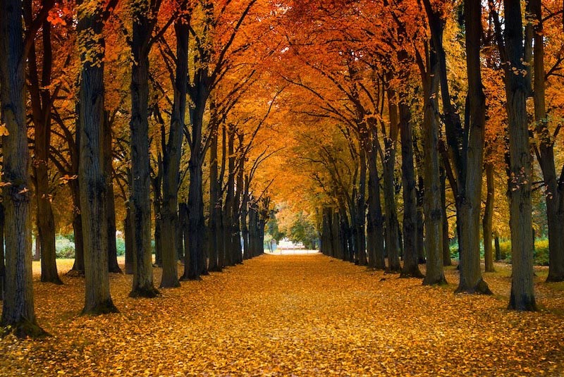 Camino De Otoño - Papel Pintado