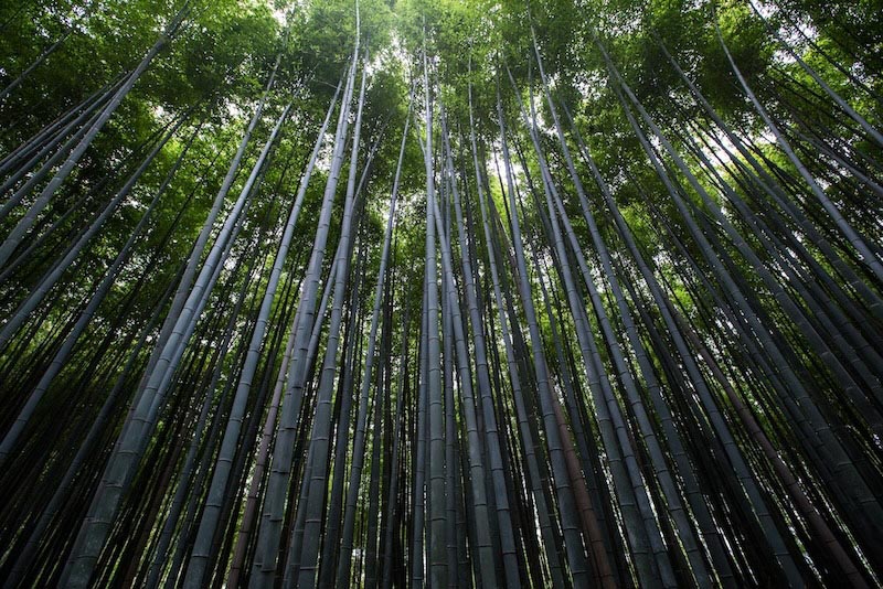 Álamos En El Cielo - Papel Pintado