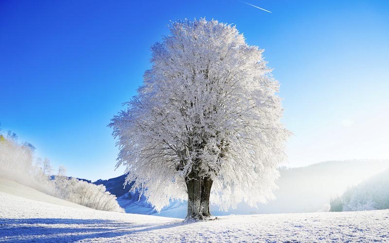 Árbol Especial De Invierno - Papel Pintado