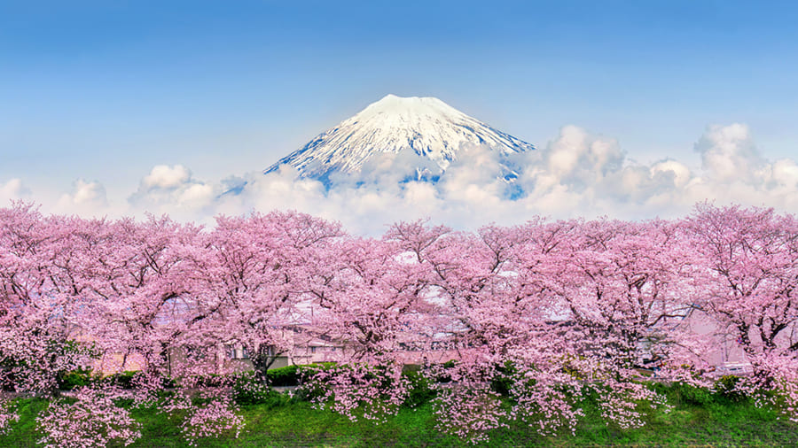 Monte Fuji Flor de Cerezo - Papel Pintado