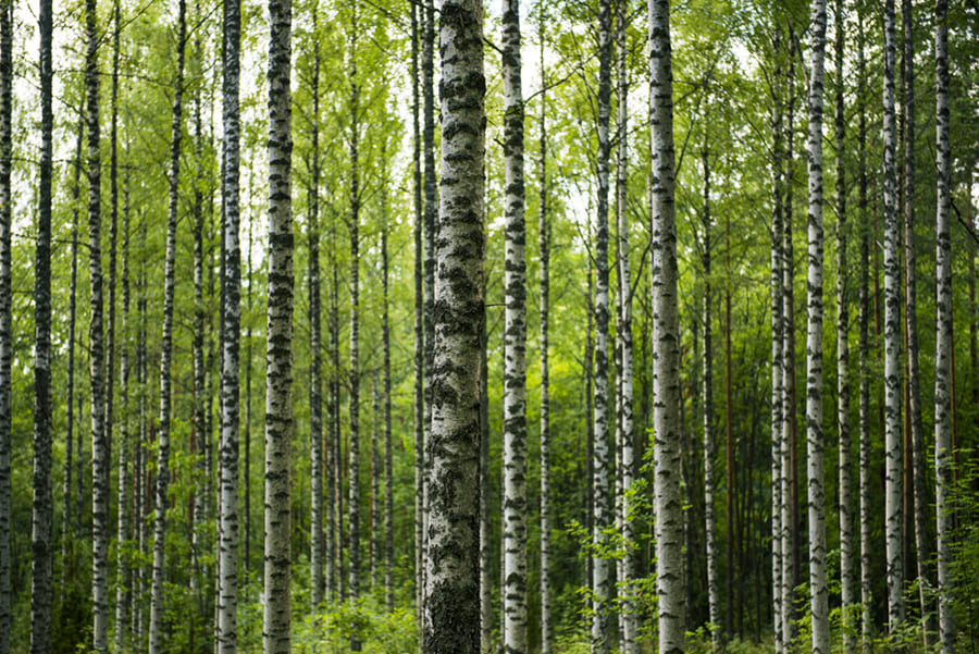 Bosque de Abedules - Papel Pintado