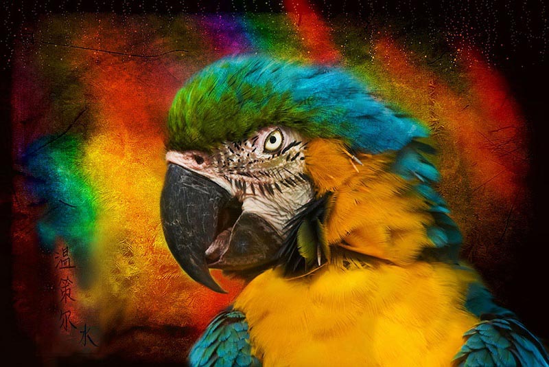 Loro - Papel Pintado