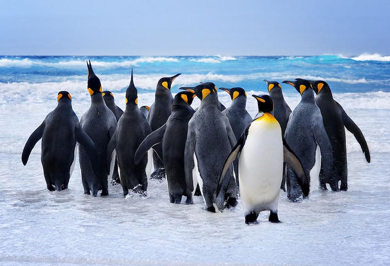 Pingüinos - Papel Pintado