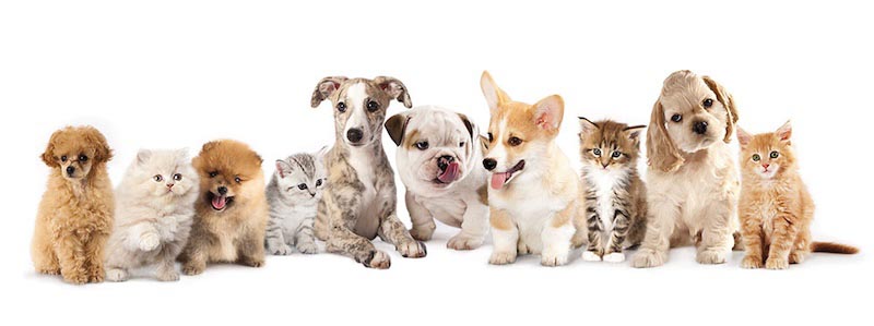 Perros Y Gatos - Papel Pintado