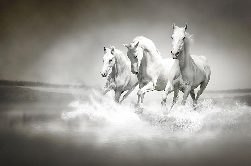 Caballos En El Océano - Papel Pintado