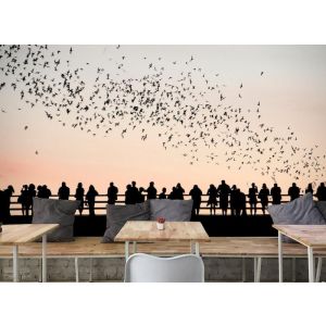 Aves Y Personas