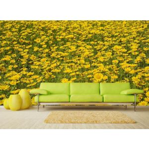 Margaritas Amarillas