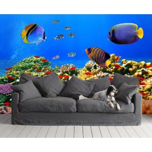 Peces De Colores