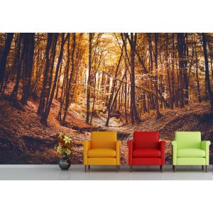 El Bosque De Sherwood