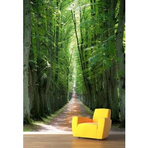 Camino En El Bosque Secreto