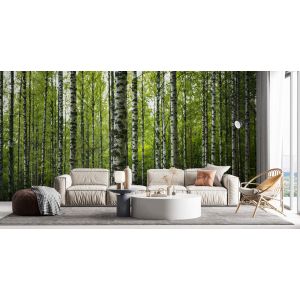 Bosque de Abedules