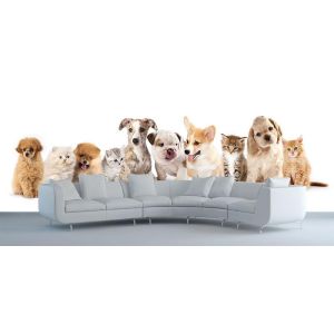 Perros Y Gatos