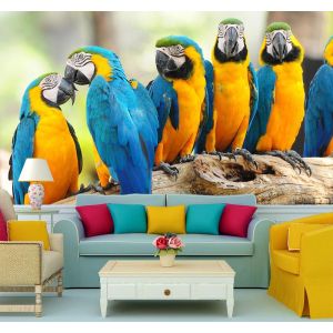 Loros Amarillos Y Azul Oscuro