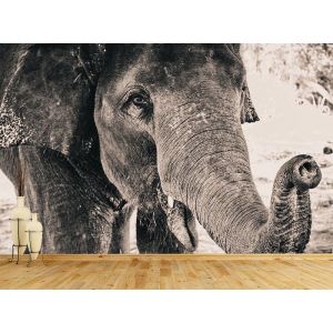 Elefante Blanco Y Negro